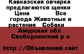 Кавказская овчарка -предлагаются щенки › Цена ­ 20 000 - Все города Животные и растения » Собаки   . Амурская обл.,Свободненский р-н